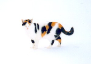 Rocket winter-p19ab8vfvkgvg1afp3gq1m4lrcr