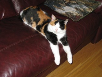 rsz_snooks_hanging_out